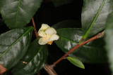 Camellia sinensis RCP12-2015 (28).JPG